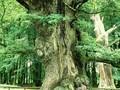 Quercus fastigiata Image 1