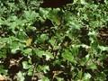 Quercus ferruginea Image 1