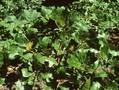Quercus marilandica Image 1
