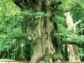 Quercus pedunculata Image 1