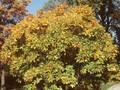 Quercus pontica Image 1