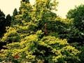 Quercus robur Concordia Image 1