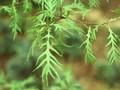 Quercus robur Filicifolia Image 1
