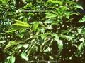 Quercus serrata Image 1
