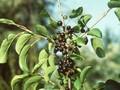 Rhamnus catharticus Image 1