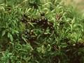 Rhamnus infectorius Image 1