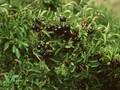 Rhamnus saxatilis Image 1