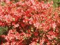 Rhododendron Azalea-Grp Aladdin Image 1