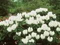 Rhododendron Elfenbein Image 1