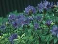 Rhododendron Gletschernacht Image 1