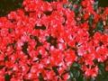 Rhododendron Lampion Image 1