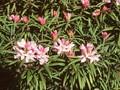 Rhododendron makinoi Image 1