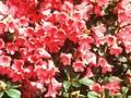 Rhododendron Satin Image 1