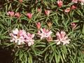 Rhododendron yakushimanum subsp makinoi Image 1