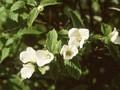Rhodotypos kerrioides Image 1