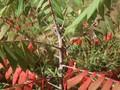 Rhus glabra Image 1