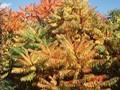 Rhus glabra Dissecta Image 1
