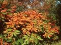 Rhus hirta Image 1