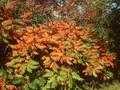 Rhus typhina Image 1