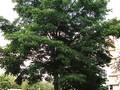 Robinia pseudoacacia Image 1