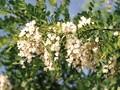 Robinia pseudoacacia Image 3