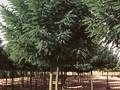 Robinia pseudoacacia Bessoniana Image 1