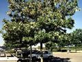 Robinia pseudoacacia Bessoniana Image 2