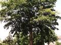 Robinia pseudoacacia Monophylla Image 3