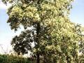 Robinia pseudoacacia Monophylla Image 2