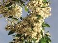 Robinia pseudoacacia Monophylla Image 4