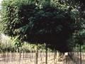 Robinia pseudoacacia Umbraculifera Image 1