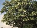 Robinia pseudoacacia Image 2