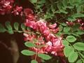 Robinia hispida Image 1