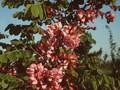 Robinia hispida Macrophylla Image 1