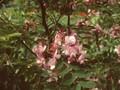 Robinia kelseyi Image 1