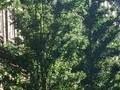 Robinia pseudoacacia Fastigiata Image 1