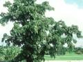 Robinia pseudoacacia Tortuosa Image 1
