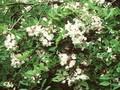 Robinia slavinii Hillieri Image 1