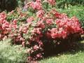 Rosa Angela Image 1