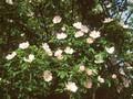 Rosa canina Image 1