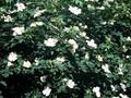 Rosa corymbifera Image 1