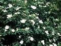 Rosa dumetorum Image 1