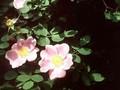 Rosa jundzillii Image 1