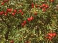 Rosa rubiginosa Image 1