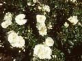 Rosa Schneeflocke Image 1
