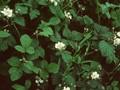 Rubus caesius Image 1