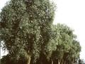 Salix alba Liempde Image 1
