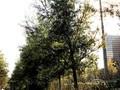 Salix alba Image 2