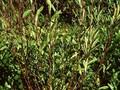Salix amygdalina Image 1