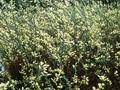 Salix arenaria Image 1